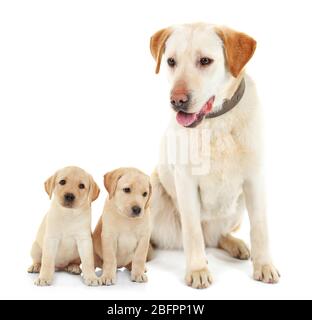 Hund und niedliche Welpen auf weißem Hintergrund Stockfoto