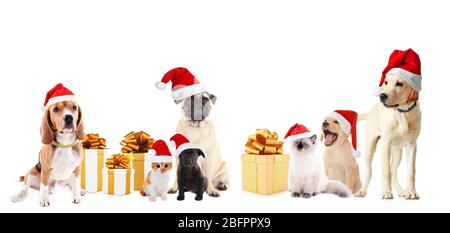 Lustige Haustiere in Santa Hüte mit Weihnachtsgeschenke auf weißem Hintergrund Stockfoto
