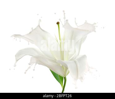 Kreatives Design von schönen Blume mit Blütenblättern als Spritzer auf weißem Hintergrund Stockfoto