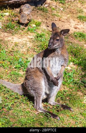 Rothalswallaby oder Bennetts wallaby (Macropus rufogriseus), kleine Makropode aus Australien und Neuguinea, gehören zur gleichen taxonomischen Familie Stockfoto