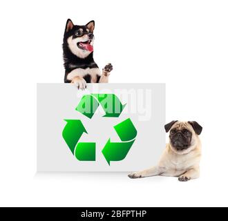 Niedliche Hunde und Poster mit Zeichen des Recyclings auf weißem Hintergrund. Ökologie und Umweltschutz Stockfoto