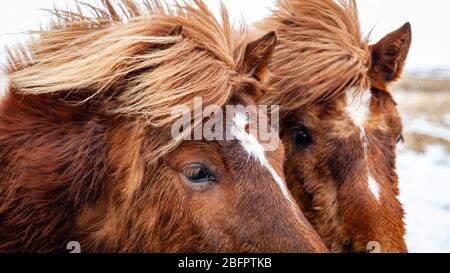 Nahaufnahme Porträt von zwei Islandpferden (Equus ferus caballus) im Wind in verschneiten Islandlandschaften, Island Stockfoto