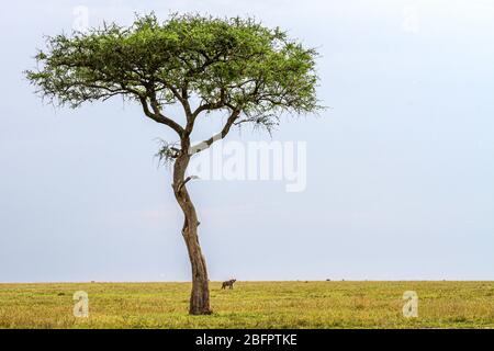 Akazienbaum und Hyäne Stockfoto