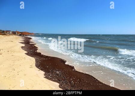 Ölpest auf Wasser in der Nähe der Küste. Konzept der ökologischen Katastrophe Stockfoto