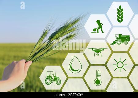 Frau, die Weizenspitzen im Feld hält, Nahaufnahme. Konzept der intelligenten Landwirtschaft und moderner Technologie Stockfoto