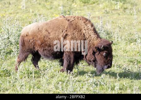 American Bison (Buffalo) Erwachsene Grasen. Stockfoto