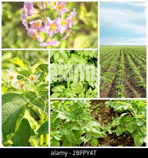 Collage aus Kartoffelpflanzen Stockfoto