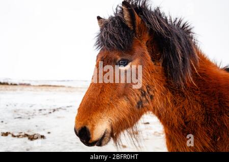 Nahaufnahme Porträt des isländischen Pferdes (Equus ferus caballus) in verschneiten isländischen Landschaft, Island Stockfoto