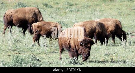 Herde amerikanischer Bisons (Büffel), die grasen Stockfoto