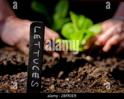 Ein Gärtner, der Salat, Radieschen und Rakete in einem Hochbett in East Sussex, Großbritannien, sät. Stockfoto