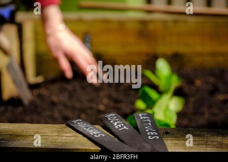 Ein Gärtner, der Salat, Radieschen und Rakete in einem Hochbett in East Sussex, Großbritannien, sät. Stockfoto