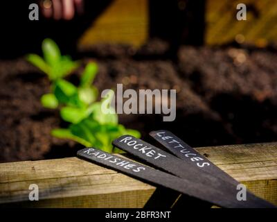 Ein Gärtner, der Salat, Radieschen und Rakete in einem Hochbett in East Sussex, Großbritannien, sät. Stockfoto