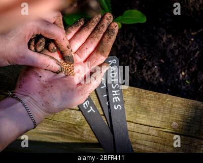 Ein Gärtner, der Salat, Radieschen und Rakete in einem Hochbett in East Sussex, Großbritannien, sät. Stockfoto