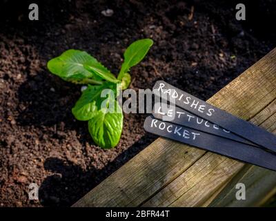 Ein Gärtner, der Salat, Radieschen und Rakete in einem Hochbett in East Sussex, Großbritannien, sät. Stockfoto