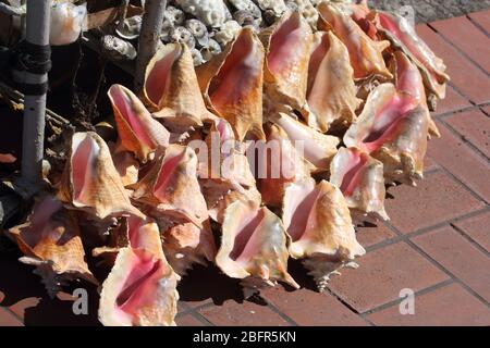 St George's Grenada Conch Muscheln auf dem Markt zu verkaufen Stockfoto