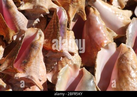 St George's Grenada Conch Muscheln auf dem Markt zu verkaufen Stockfoto