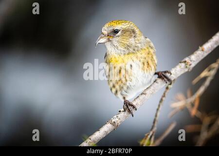 Ein weiblicher Weißflügelkreuzschnabel, der in einem nördlichen Wald thront. Stockfoto