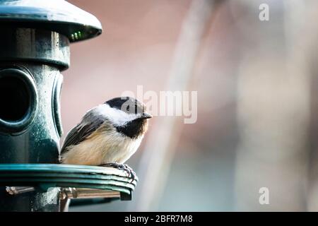 Schwarzkappenschickadee am Vogelhäuschen Stockfoto