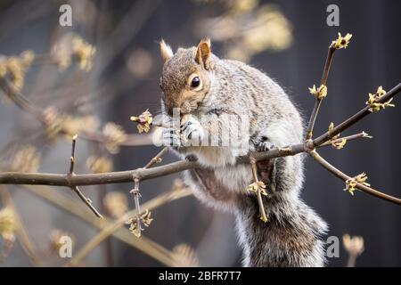 Ostgrauhörnchen füttern auf Knospen im Frühling Stockfoto