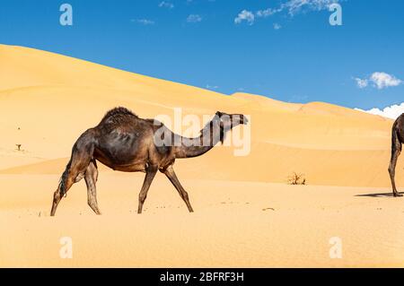 Gruppe von Dromedaren in der wunderschönen Omani Rub al-Chali Wüste Stockfoto