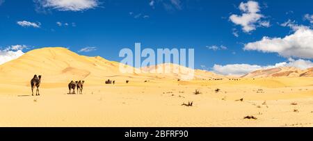 Gruppe von Dromedaren in der wunderschönen Omani Rub al-Chali Wüste Stockfoto