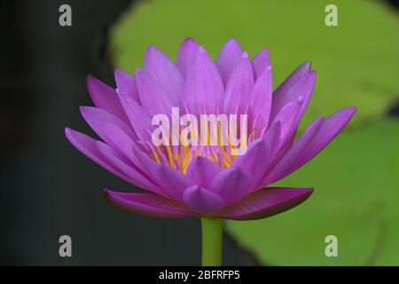 Extreme Nahaufnahme einer violetten und gelben Wasserlilie. Stockfoto
