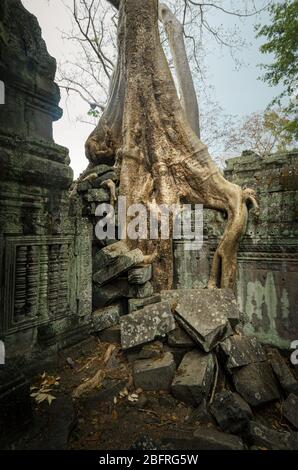 Seide-Baumwolle Baumwurzeln wachsen über dem einstürzenden Ta Phrom alten Hindu-Tempel, Set des Tomb Raider Film, in Angkor Wat UNESCO Park, Siem Reap, Stockfoto