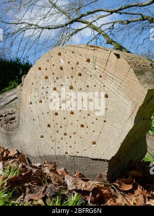 Insektenhotel, das durch Bohrungen unterschiedlicher Größe in einem großen Stück Holz, Teil einer gefallenen, gesägten Zeder, Wiltshire Garden, Großbritannien, April, geschaffen wurde. Stockfoto