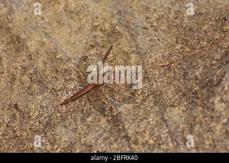 Weibliche breite Scharlachrote Libelle auf Stein (Crocothemis erythraea) Stockfoto