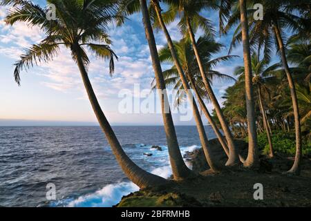 Erste leichte Schönheit entlang der palmengesäumten Puna Küste auf der Big Island von Hawaii. Stockfoto