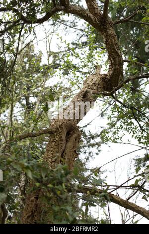 Quercus suber - Korkeiche. Stockfoto