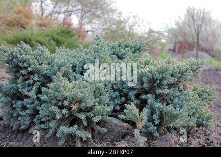 Wacholder Blue Star Plant auch bekannt als Himalaya Wacholder. Vernadelter immergrüner Strauch mit silbrig-blauem, dicht gepacktem Laub im Garten. Stockfoto