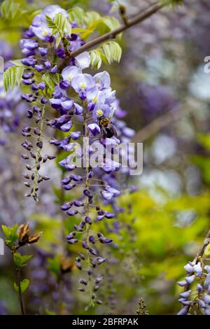 USA Wisteria Fabaceae blau lila Blüten im Frühjahr in Maryland Stockfoto