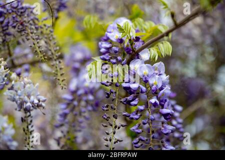 USA Wisteria Fabaceae blau lila Blüten im Frühjahr in Maryland Stockfoto