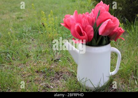 Bouquet von zarten rosa holland Tulpen in weiß Gießkanne Vase auf grünem Gras Hintergrund. Frühlingsblumen Stillleben im Garten. Kopierbereich Stockfoto