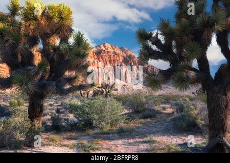 Frühmorgendliches Licht auf den farbenfroh erodierten Klippen unter den Joshua-Bäumen im Red Rock Canyon State Park in Kalifornien. Stockfoto