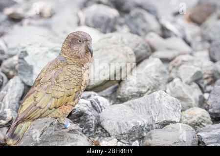 Kea (Kea Nestor notabilis), Arthur's Pass, Südinsel, Neuseeland Stockfoto