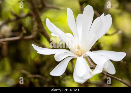 Nahaufnahme einer weißen Stern Magnolie Blume in voller Blüte Stockfoto
