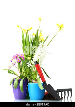 Schöne Frühlingsblumen, Erde und Werkzeuge auf weiß isoliert Stockfoto