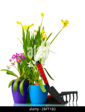 Schöne Frühlingsblumen, Erde und Werkzeuge auf weiß isoliert Stockfoto