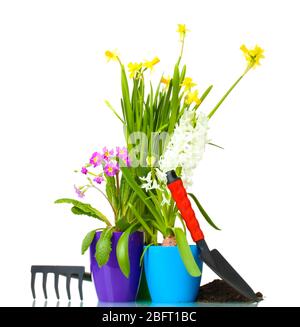 Schöne Frühlingsblumen, Erde und Werkzeuge auf weiß isoliert Stockfoto