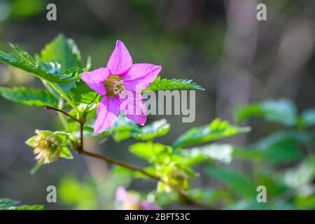 Rosa Blume einer Salmonbeere blüht auf einem Busch im Wald Stockfoto