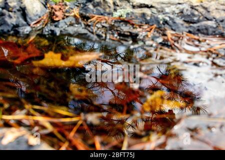 Schönheit ist oft an unerwarteten Orten. Auf den ersten Blick scheint das Bild von rechten Herbstblättern im Wasser schweben, dann weiter fokussieren, die Stockfoto