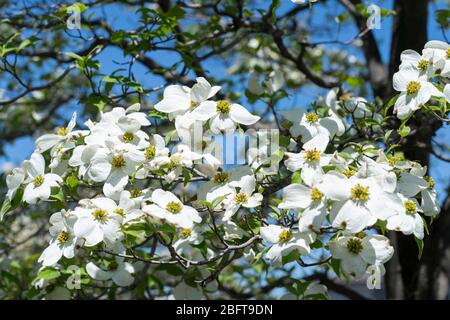 Blühender Hundehuh (Cornus florida), Isehara City, Präfektur Kanagawa, Japan Stockfoto