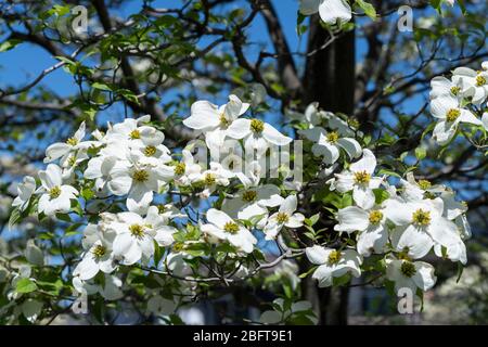 Blühender Hundehuh (Cornus florida), Isehara City, Präfektur Kanagawa, Japan Stockfoto