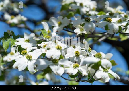 Blühender Hundehuh (Cornus florida), Isehara City, Präfektur Kanagawa, Japan Stockfoto