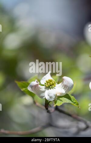 Blühender Hundehuh (Cornus florida), Isehara City, Präfektur Kanagawa, Japan Stockfoto