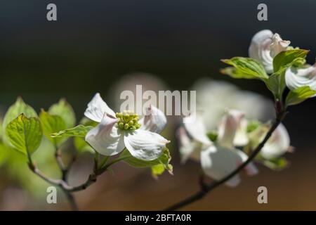 Blühender Hundehuh (Cornus florida), Isehara City, Präfektur Kanagawa, Japan Stockfoto