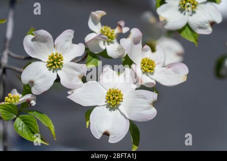 Blühender Hundehuh (Cornus florida), Isehara City, Präfektur Kanagawa, Japan Stockfoto