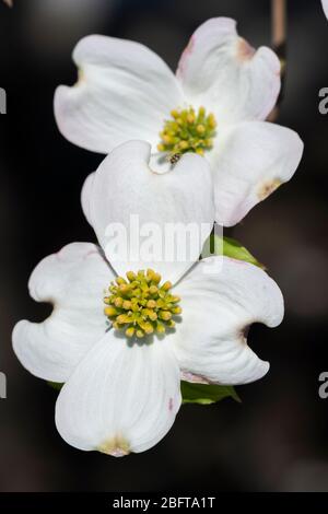 Blühender Hundehuh (Cornus florida), Isehara City, Präfektur Kanagawa, Japan Stockfoto